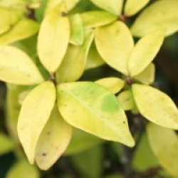 Trachelospermum asiaticum ' Golden Memorie' - Jasmin Golden Memorie