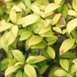 Trachelospermum asiaticum ' Golden Memorie'