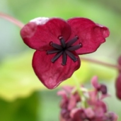 Akebia quinata 'Amethyst Glow' - Akebie Amethyst Glow
