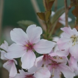 Prunus 'Pandora'