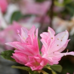 Rhododendron x kurume 'Azuma Kagami'