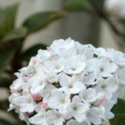 Viburnum carlesii 'Compactum' 