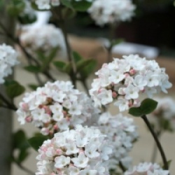 Viburnum carlesii 'Compactum' 