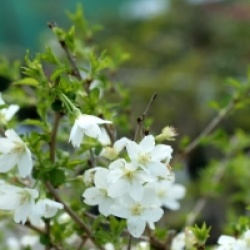 Prunus incisa 'Fujiyama'
