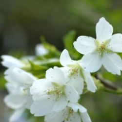 Prunus incisa 'Fujiyama'
