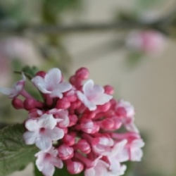 Viburnum carlesii 'Aurora'