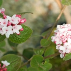Viburnum carlesii 'Aurora'