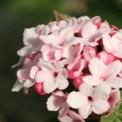 Viburnum carlesii 'Aurora'