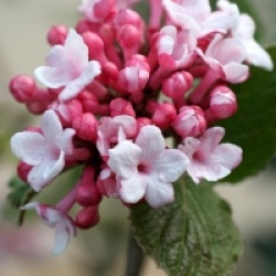Viburnum carlesii 'Aurora'