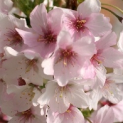  Prunus nipponica var. kurilensis 'Brillant'