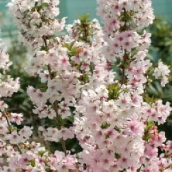  Prunus nipponica var. kurilensis 'Brillant'