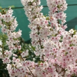  Prunus nipponica var. kurilensis 'Brillant'