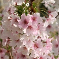  Prunus nipponica var. kurilensis 'Brillant'