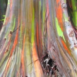 Eucalyptus deglupta - Eucalyptus deglupta