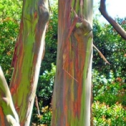 Eucalyptus deglupta