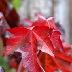 Acer platanoides 'Faassen's Black'