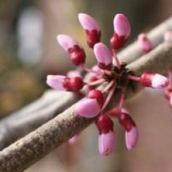 Cercis canadensis 'Melon Beauty'