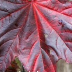 Acer platanoides 'Faassen's Black'
