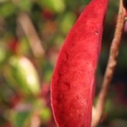 Photinia davidiana 'Palette'