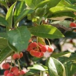 Photinia davidiana 'Palette'
