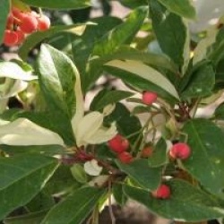 Photinia davidiana 'Palette'