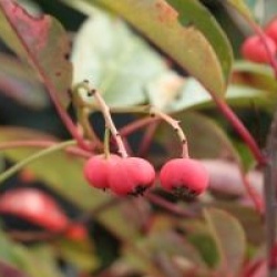 Photinia davidiana 'Palette'