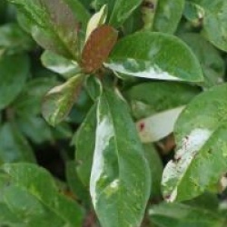 Photinia davidiana 'Palette'