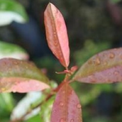 Photinia davidiana 'Palette'