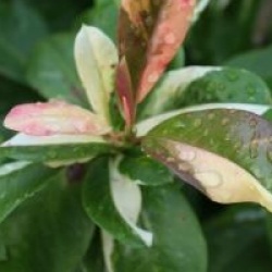 Photinia davidiana 'Palette'