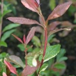 Photinia davidiana 'Palette'