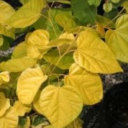 Cercis canadensis 'Melon Beauty'