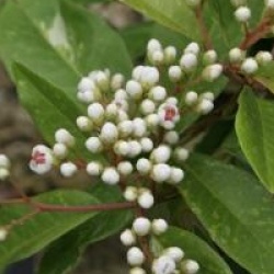 Photinia davidiana 'Palette'