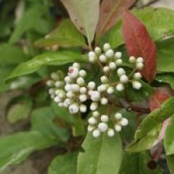 Photinia davidiana 'Palette'