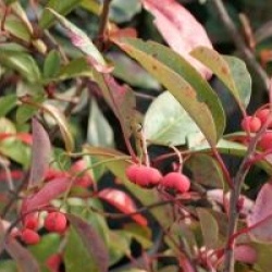 Photinia davidiana 'Palette'