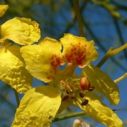 Parkinsonia aculeata - Parkinsonia aculeata