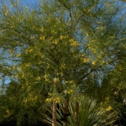 Parkinsonia aculeata