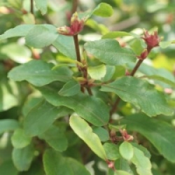 Eucryphia glutinosa 'Miniature'