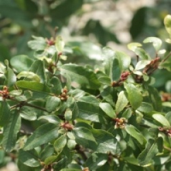 Eucryphia glutinosa 'Miniature'