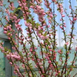 Prunus triloba