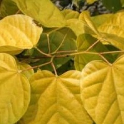 Cercis canadensis 'Melon Beauty'