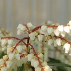 Pieris 'Brouwer's Beauty'  - Androm�de Brouwer's Beauty