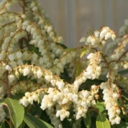 Pieris 'Brouwer's Beauty' 