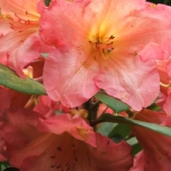 Rhododendron Florian
