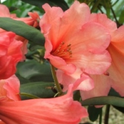 Rhododendron Old Copper