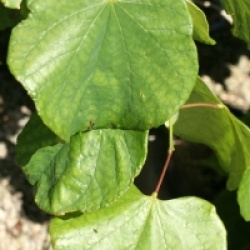 Cercis canadensis 'Lavender Twist'