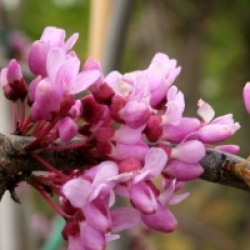 Cercis canadensis 'Lavender Twist' - Gainier du Canada pleureur