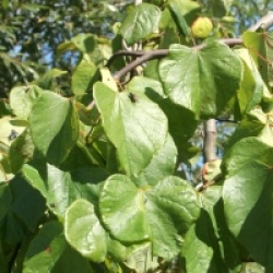 Cercis canadensis 'Lavender Twist'