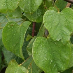 Cercis canadensis 'Lavender Twist'