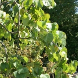 Cercis canadensis 'Lavender Twist'