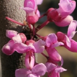 Cercis canadensis 'Lavender Twist'